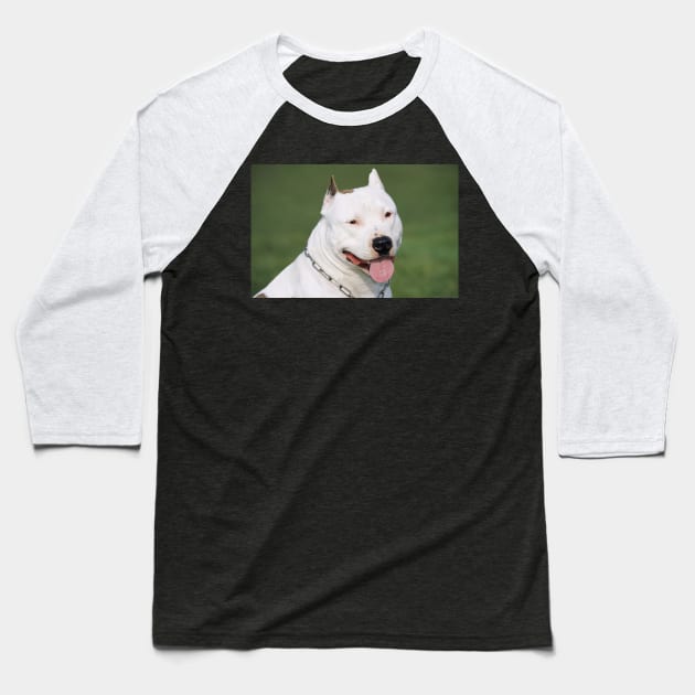 American Staffordshire Bull Terrier. Baseball T-Shirt by ScienceSource